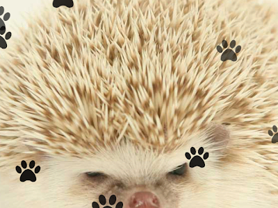√完了しました！ デスクトップ 動物 かわいい 壁紙 266593-デスクトップ 壁紙 かわいい 動物