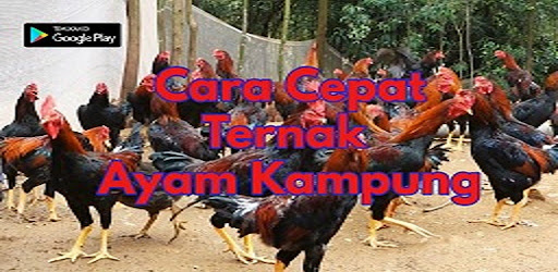 Cara Cepat Ternak Ayam Kampung
