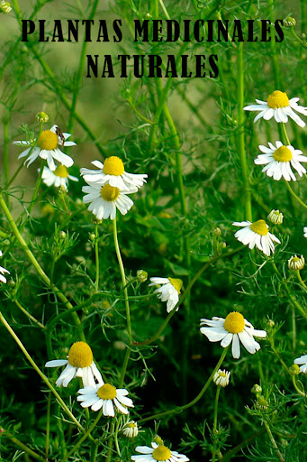 Android application Plantas Medicinales, Naturales screenshort