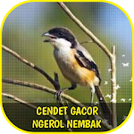 Cover Image of ダウンロード Cendet Gacor Ngerol Nembak 1.8 APK