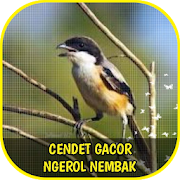 Cendet Gacor Ngerol Nembak Offline  Icon