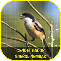 Cendet Gacor Ngerol Nembak Offline