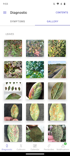 UF Blueberry Growers Guide