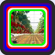 Strawberry fruit cultivation