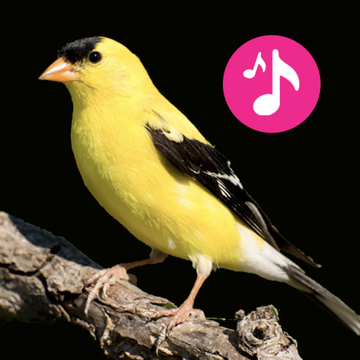 birds Songs & sounds