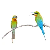 3D Birds LiveWallpaper icon