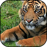 Tiger wallpapers icon