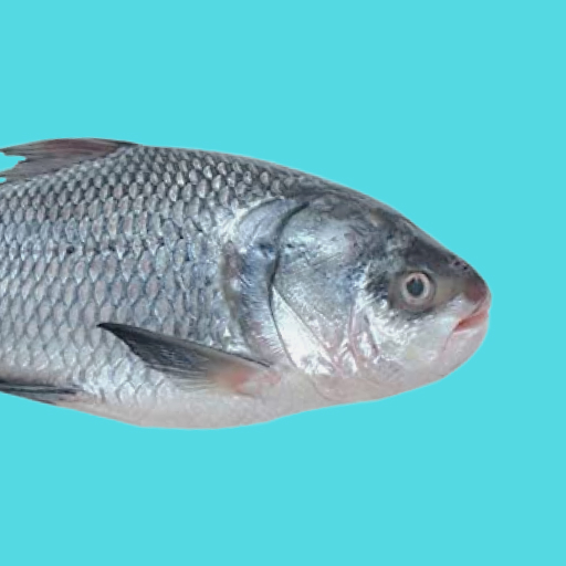 Indian Fishery Business logo