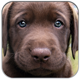 Puppies Pictures Wallpaper App icon