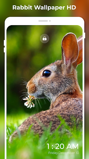 Rabbit Wallpapers HD: 4K FHD Screen 2
