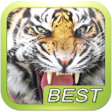 Tiger Roar Sound icon