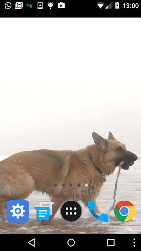 shepherd dog wallpaper Screen 2