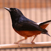 Masteran Kicau Burung Terlengkap