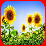 Various types of sunflower icon