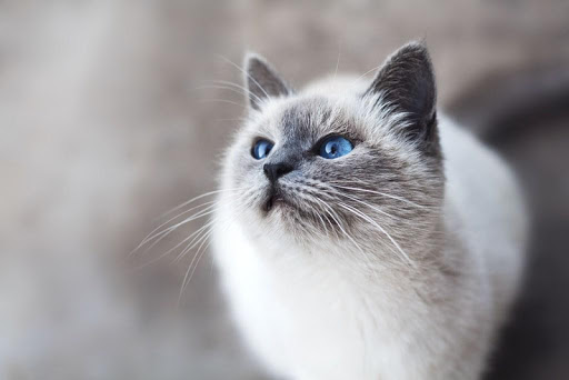 Cute cats wallpapers Screenshot 2 - AppWisp.com