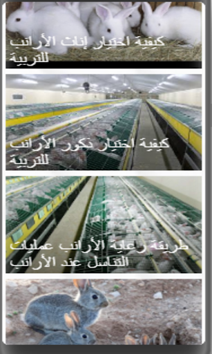 مشروع تربية الارانب