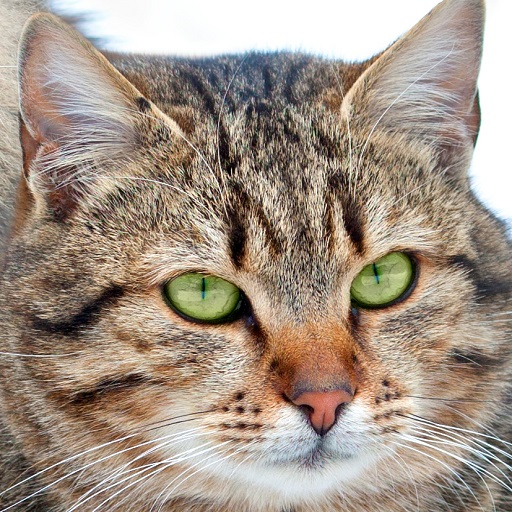 Cats Wallpaper logo
