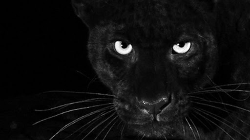 Black Panther Wallpaper HD Screen 3