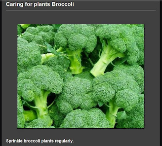 budidaya brokoli 1.0 APK + Mod (Unlimited money) untuk android