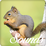 Cover Image of डाउनलोड Squirrel Sounds and Ringtone Audio 4.0.0 APK