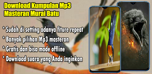 Masteran Murai Batu Full Isian