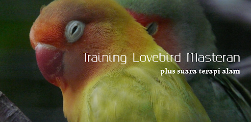 Android application Training Lovebird Masteran screenshort