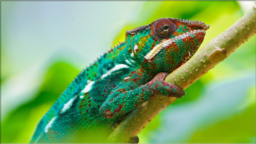 Animals Puzzles Jigsaw Screen 3