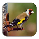 Goldfinch Song icon