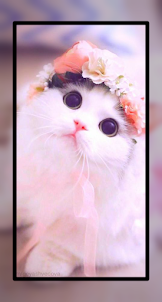 Baby Cat Wallpaper Cute HD