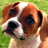 boxer puppy wallpapers icon
