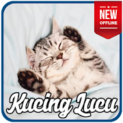 Top 28 Lifestyle Apps Like 100+ Wallpaper Kucing Lucu Banget - Best Alternatives