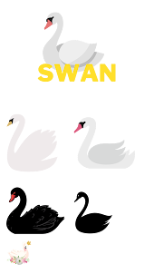 Swan Love