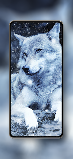 Wolf Wallpapers HD 4k Screen 3