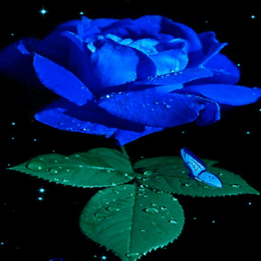 Blue Rose Beauty LWP - Ứng dụng trên Google Play