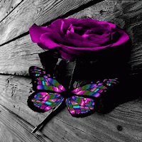 Multicolor Butterfly Rose LWP