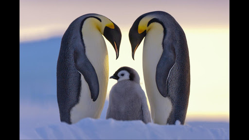 Penguin. Super Wallpapers Screenshot 1 - AppWisp.com