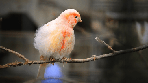 Canary Bird Sounds Screen 3