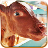 Cow Simulator 3D 2016 icon
