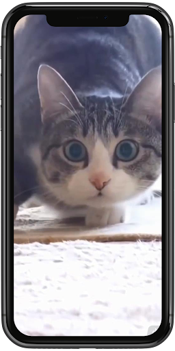 3D Cute Cat Live Wallpaper Screen 3