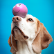 Dog Training - Best Tricks - Androidアプリ