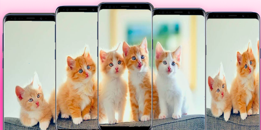 Captura 5 fondos de pantalla de gatos li android