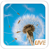 Dandelion Live wallpaper HD icon