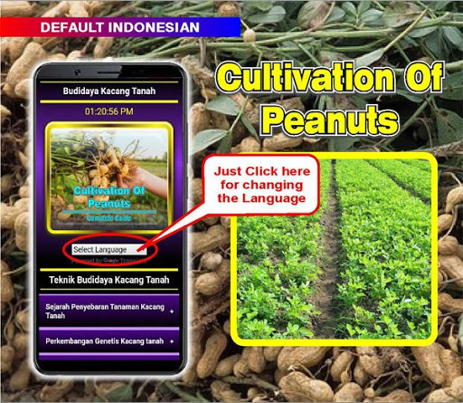 Cómo cultivar maní