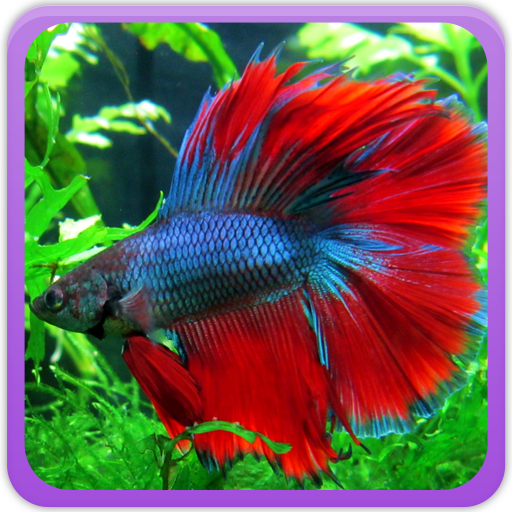 Betta Fish Wallpaper logo