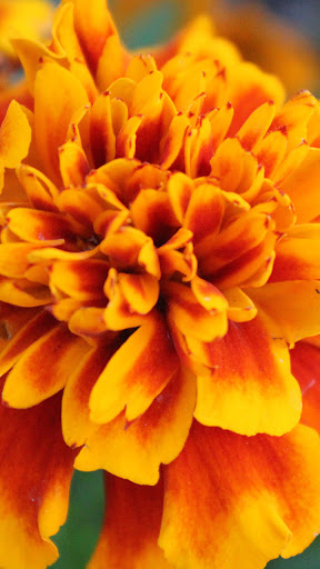 Android application marigold wallpaper screenshort