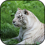 Cover Image of Descargar White tiger wallpapers  APK