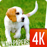 Puppies Wallpapers 4K icon