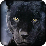 Panther wallpapers icon