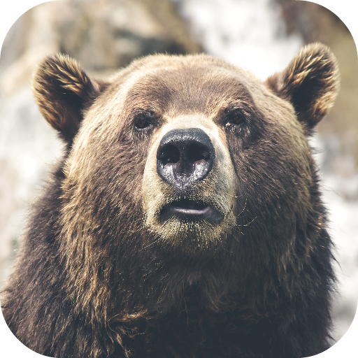 Bear Wallpapers  Icon