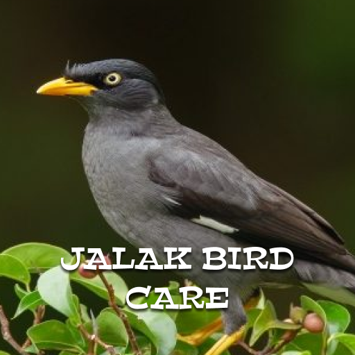 jalak bird care logo